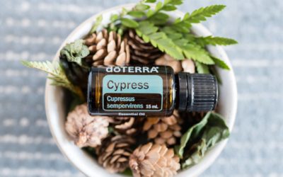 Weekly Drops of Wisdom – dōTERRA Cypress